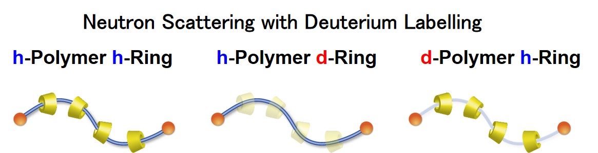 Neutron Scattering width Deuterium Labelling